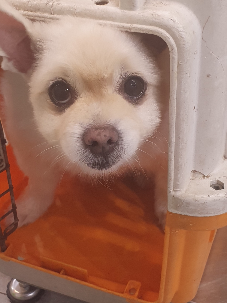 펫앤쉘터동물병원_441378202401210